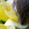 Chipmunk
