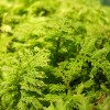 Moss