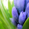 Purple Flower